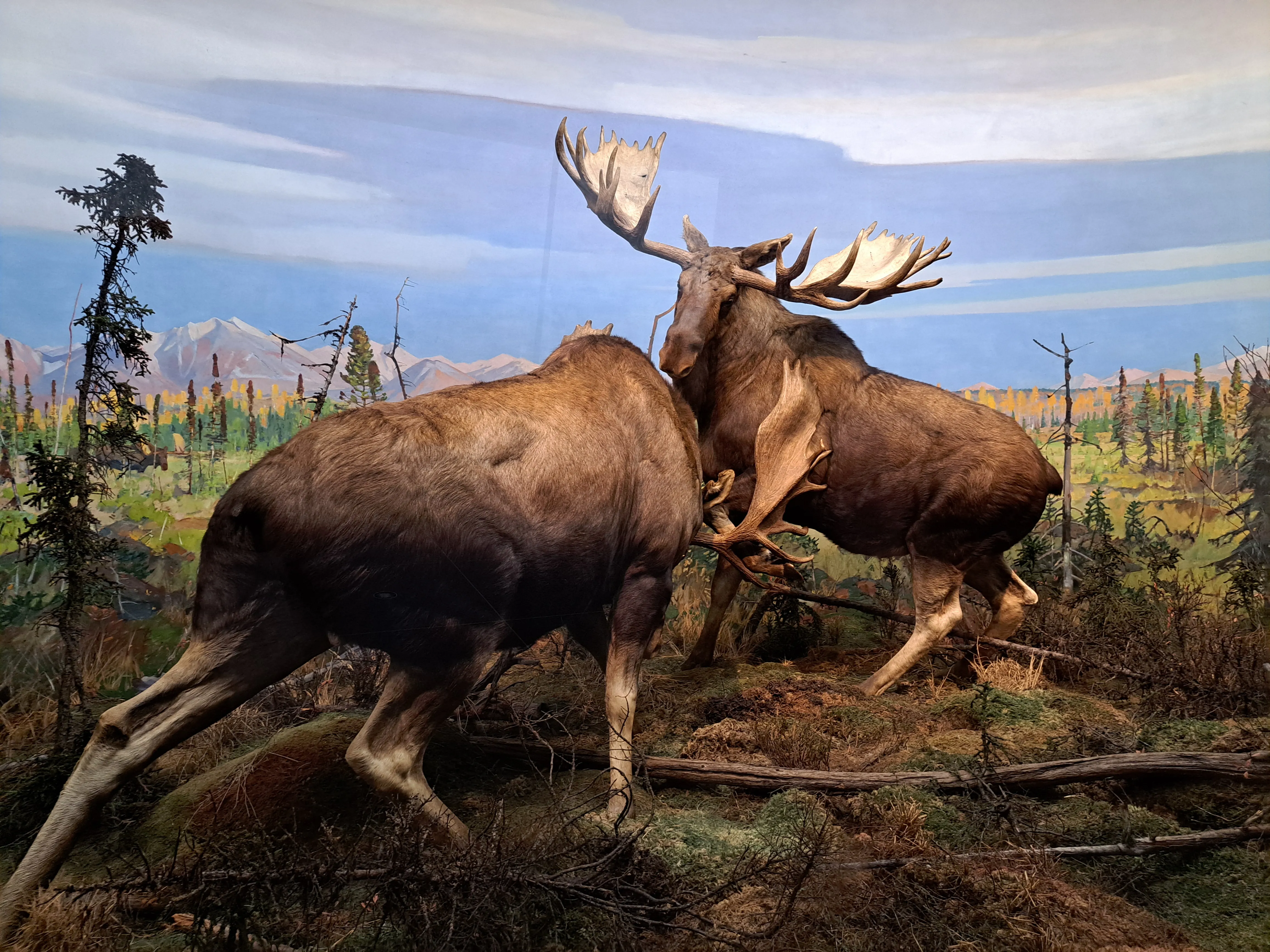 American museum of natural history