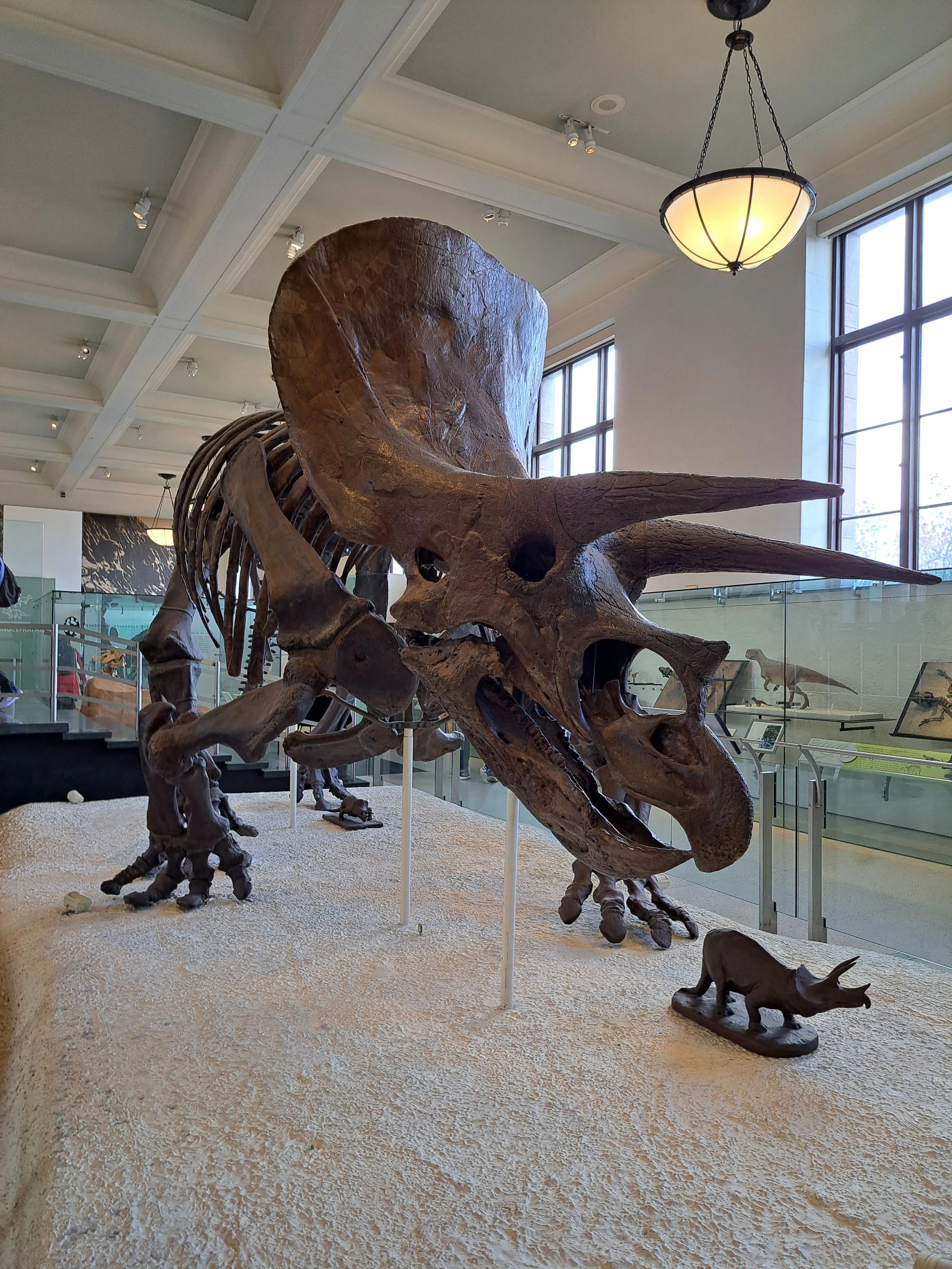 American museum of natural history
