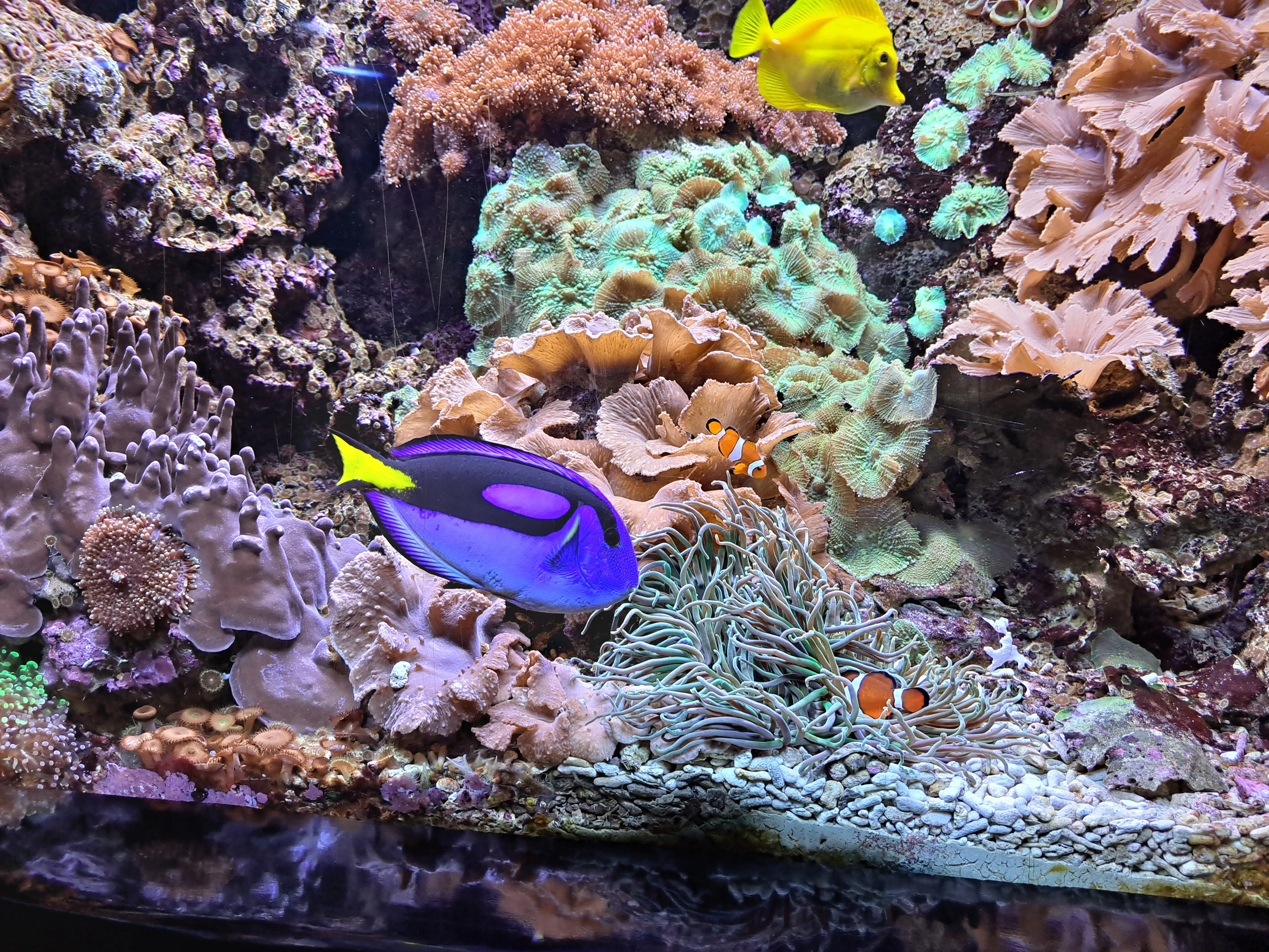 Akvárium v Bergene - Nemo a Dory