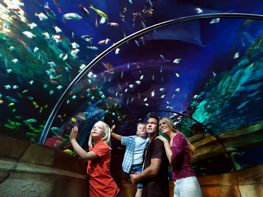 Family of four admires colorful fish in a large aquarium tunnel. Blue and green hues fill the background, creating a joyful atmosphere.